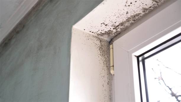 Best Emergency Mold Removal  in Seth Ward, TX