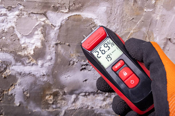 Best Black Mold Removal  in Seth Ward, TX