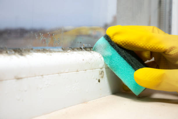 Best Best Mold Removal Companies  in Seth Ward, TX