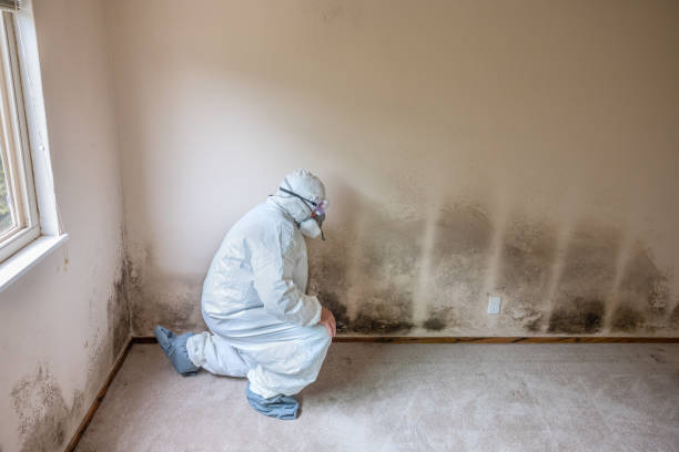 Seth Ward, TX Mold Removal Company