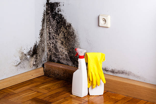 Best Residential Mold Removal  in Seth Ward, TX