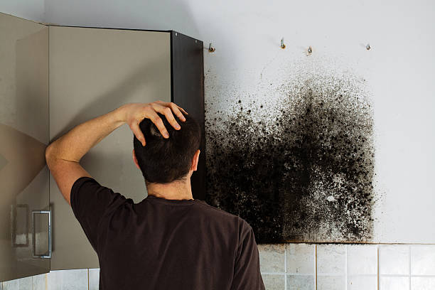 Best Affordable Mold Removal  in Seth Ward, TX