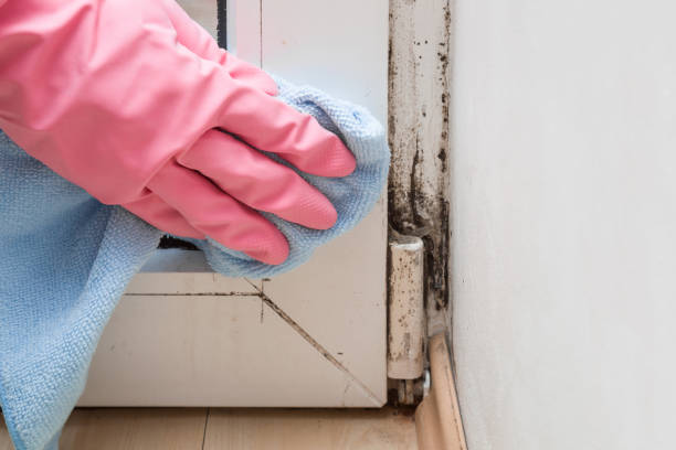Best Mold Removal and Inspection  in Seth Ward, TX