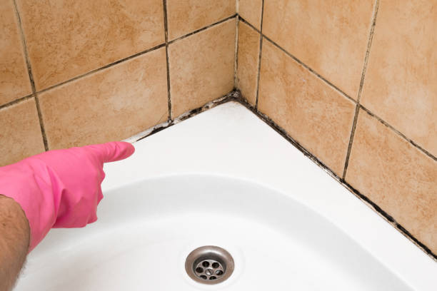 Best Certified Mold Removal  in Seth Ward, TX